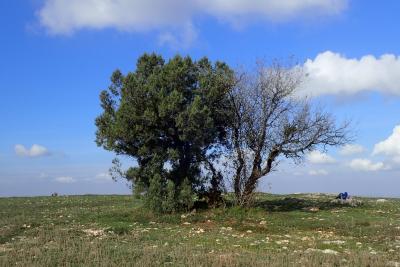 Прикрепленное изображение: PA172446_1024x682.JPG